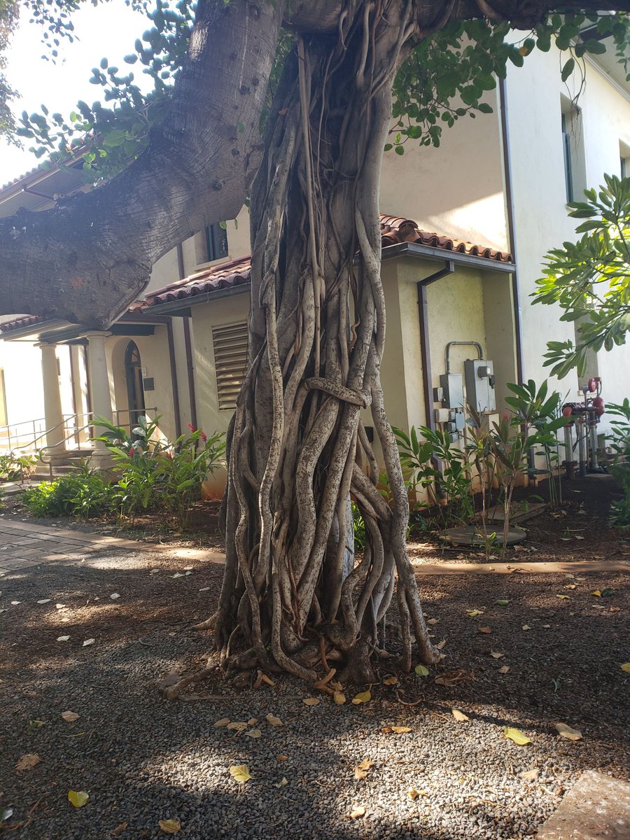 Pamela1975's tweet photo. My heart is broken. I grieve with the Indigenous peoples of #lahaina for the loss of this magnificent Mother Banyan. https://t.co/MMZUV9ph7p