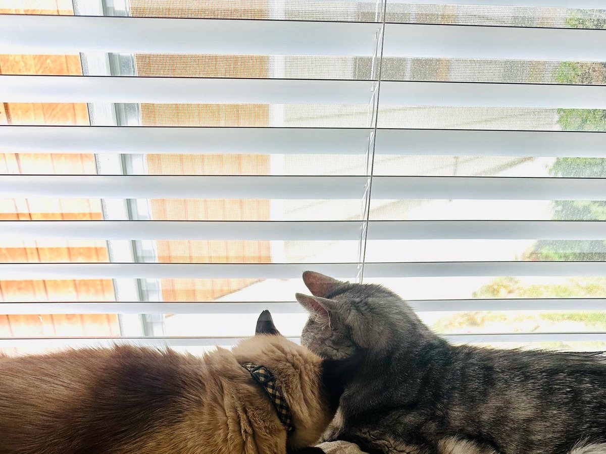 larynx_lynx's tweet photo. Lazing the day away. #ohtobeacat #windowbuddies #tabbiesofinstagram #siamesecatsofinstagram #garyandcosmo https://t.co/25FmQeeneX