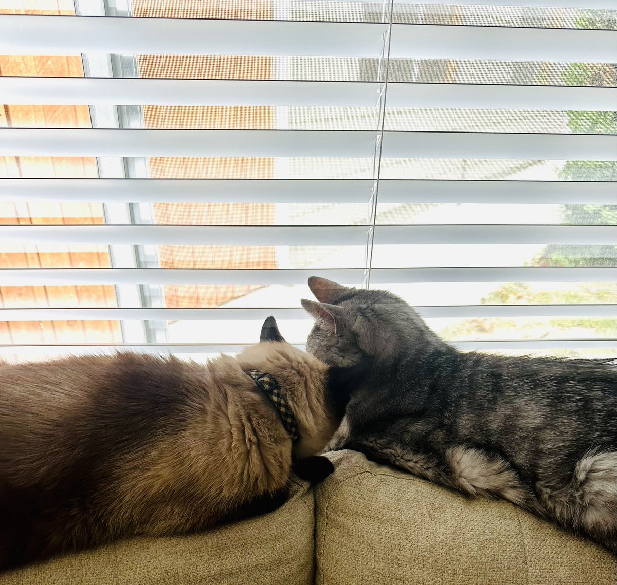 larynx_lynx's tweet photo. Lazing the day away. #ohtobeacat #windowbuddies #tabbiesofinstagram #siamesecatsofinstagram #garyandcosmo https://t.co/25FmQeeneX