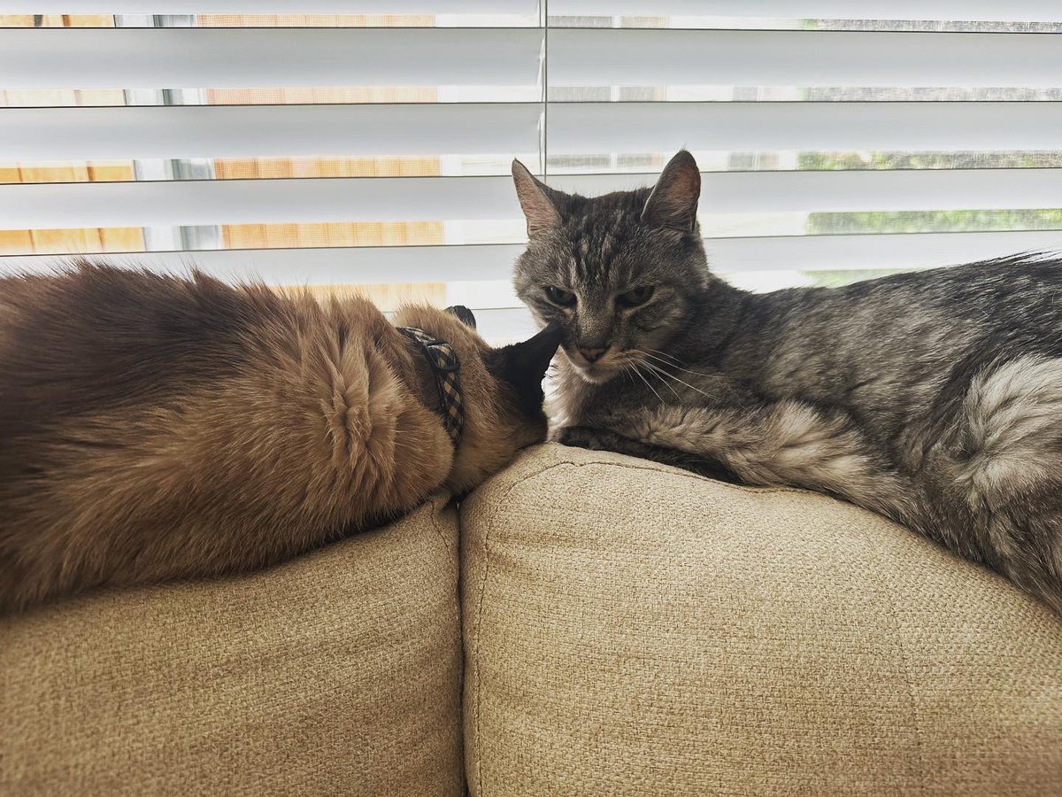 larynx_lynx's tweet photo. Lazing the day away. #ohtobeacat #windowbuddies #tabbiesofinstagram #siamesecatsofinstagram #garyandcosmo https://t.co/25FmQeeneX