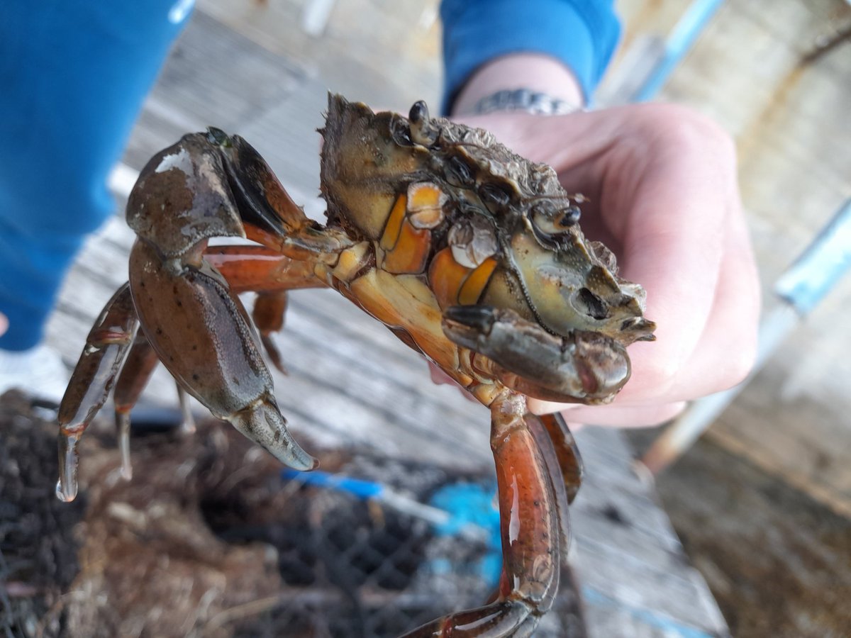 Crabbing with my Dad today. Strangely fun holiday activity.🤨 No crabs were hurt in the escapades.....they LOVE bacon. Dad's glasses did met a watery fate (but rescued later with turn of tide).