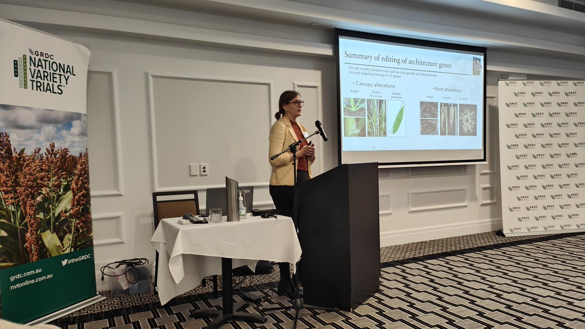 AusSORGM (@aussorgm) on Twitter photo Dr Karen Massel from <a href="/QAAFI/">QLD Alliance for Agriculture & Food Innovation</a> talks about gene editing for novel trait development in sorghum #aussorgm23 Dr Karen Massel from <a href="/QAAFI/">QLD Alliance for Agriculture & Food Innovation</a> talks about gene editing for novel trait development in sorghum #aussorgm23
