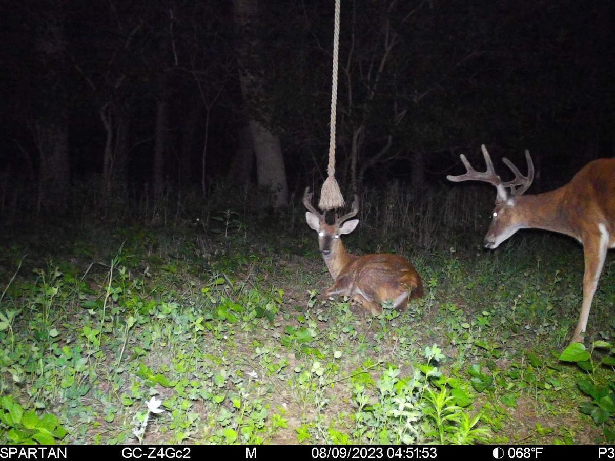trailcamjunkies's tweet photo. Caught laying down on the job. 💤 @spartancamera https://t.co/G3KD0LY6sx