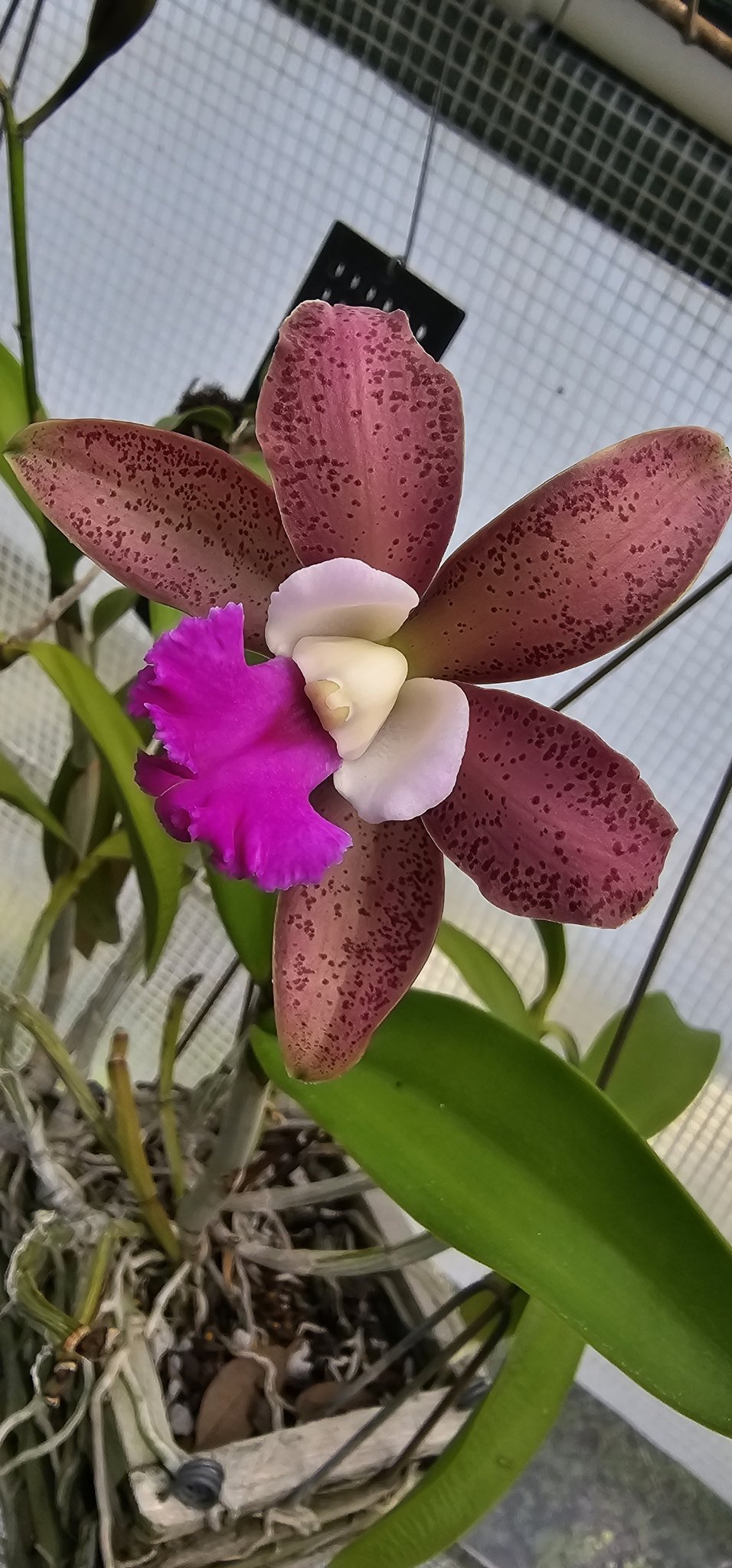 Astro Jaguar on X: Schombocatonia Mem. Louise Fuchs X. Cattleya