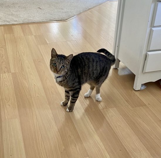 OtterPopCat's tweet photo. Ime just a Litle Guy . https://t.co/AkxgiTdhKE