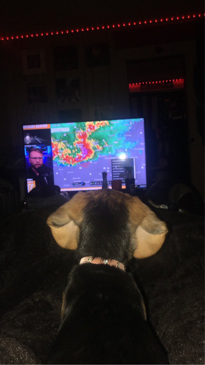 TTV_The_Arkham's tweet photo. When your beagle watching @ryanhallyall https://t.co/Jvu9h3vPeA