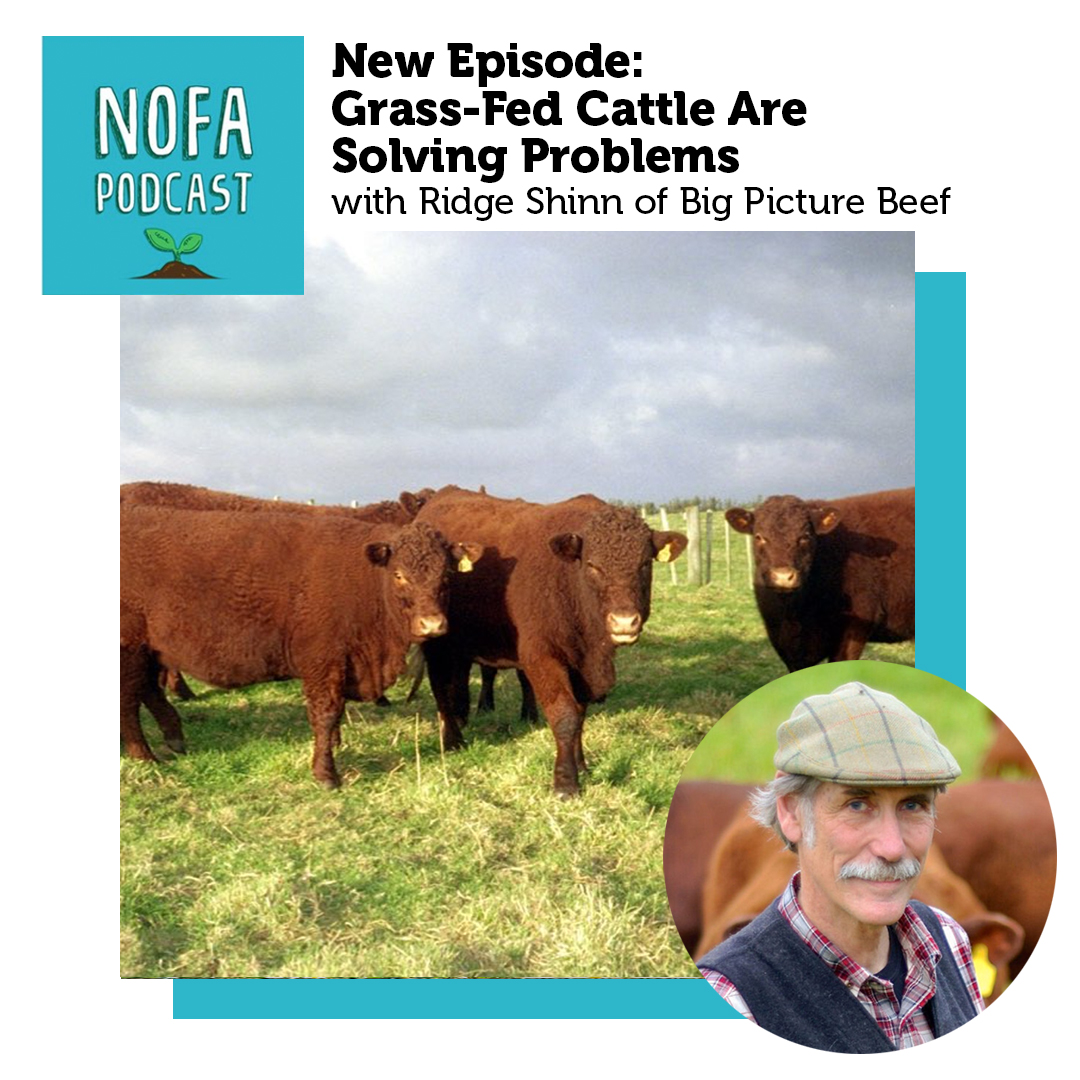 Season 6 is here! Kicking it off with Ridge Shinn of Big Picture Beef who discusses the amazing possibilities that good management of cattle can have on soils and land as a whole. nofamass.org/nofa-podcast/