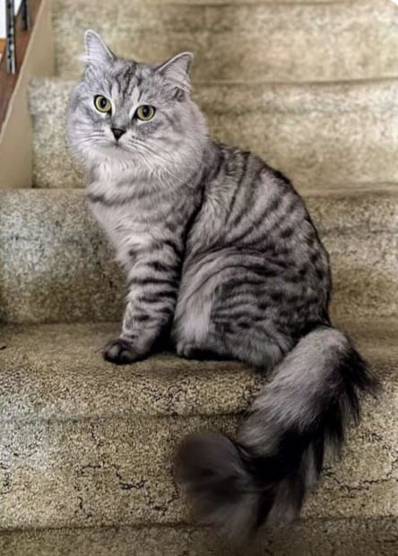 PetfindToronto's tweet image. MISSING MALE CAT! REWARD awaits!
Lost: TODAY August 9, 2023
#Earlscourt Ave, #Toronto Earlscourt @ St. Clair Ave Contact Number:Poy – 647 510 8045 Arvin – 437 261 7080
Color: WHITE &amp;amp; GRAY/BLACK  
Eye Color: GREENISH
Gender: Male  Name: Mei Mei
Indoor Cat Probably scared.