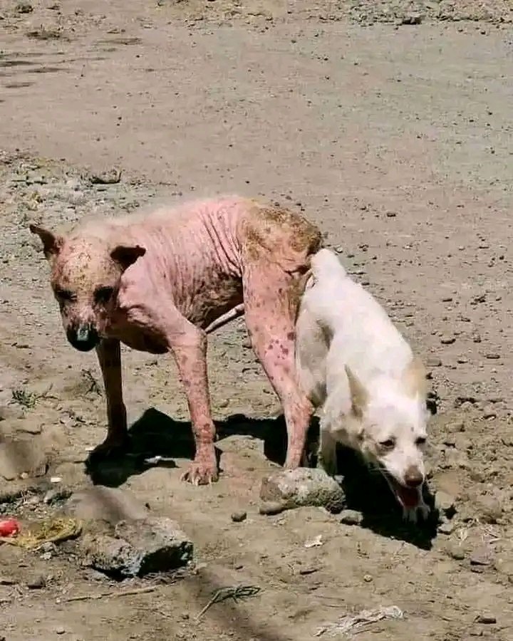 PrincePeeDJ tweet media