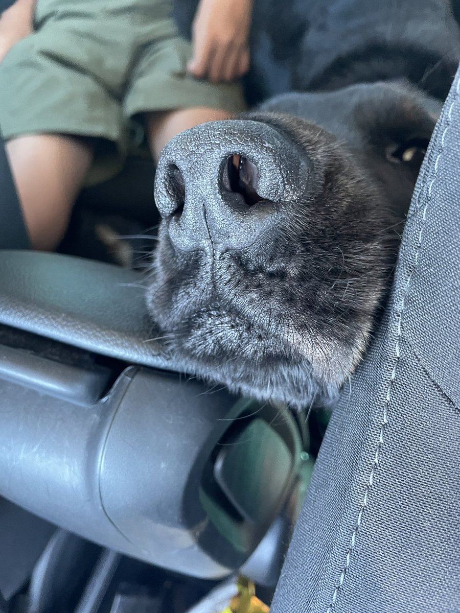 luketheflat's tweet photo. ドライブにそろそろ飽きてきたオレ。

#flatcoatedretriever  #フラットコーテッドレトリバー #retriever #レトリバー https://t.co/FQTqdk79Nk