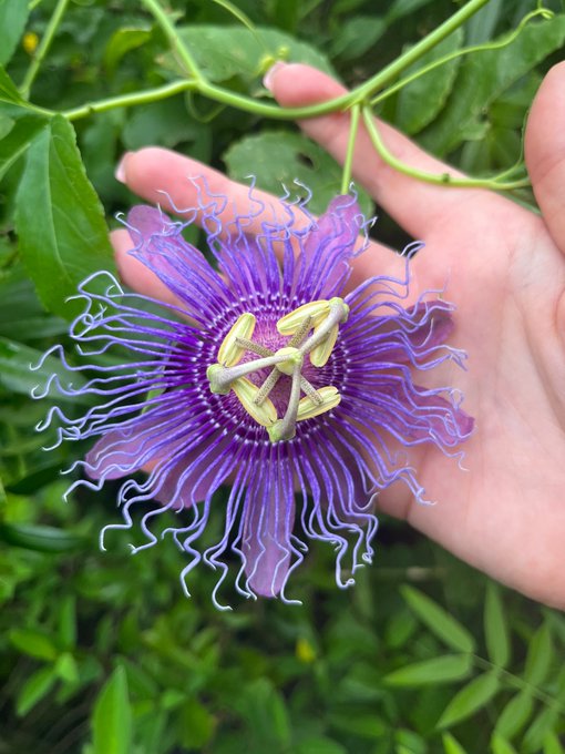 I&rsquo;m obsessed!!!! https://t.co/q717Lpaqva