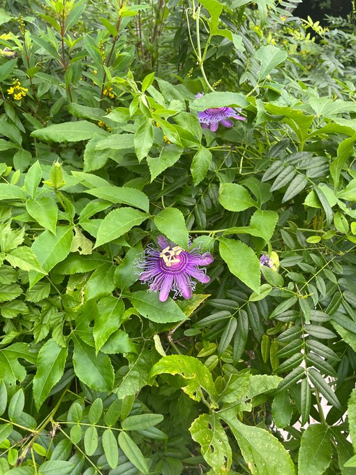 I&rsquo;m obsessed!!!! https://t.co/q717Lpaqva