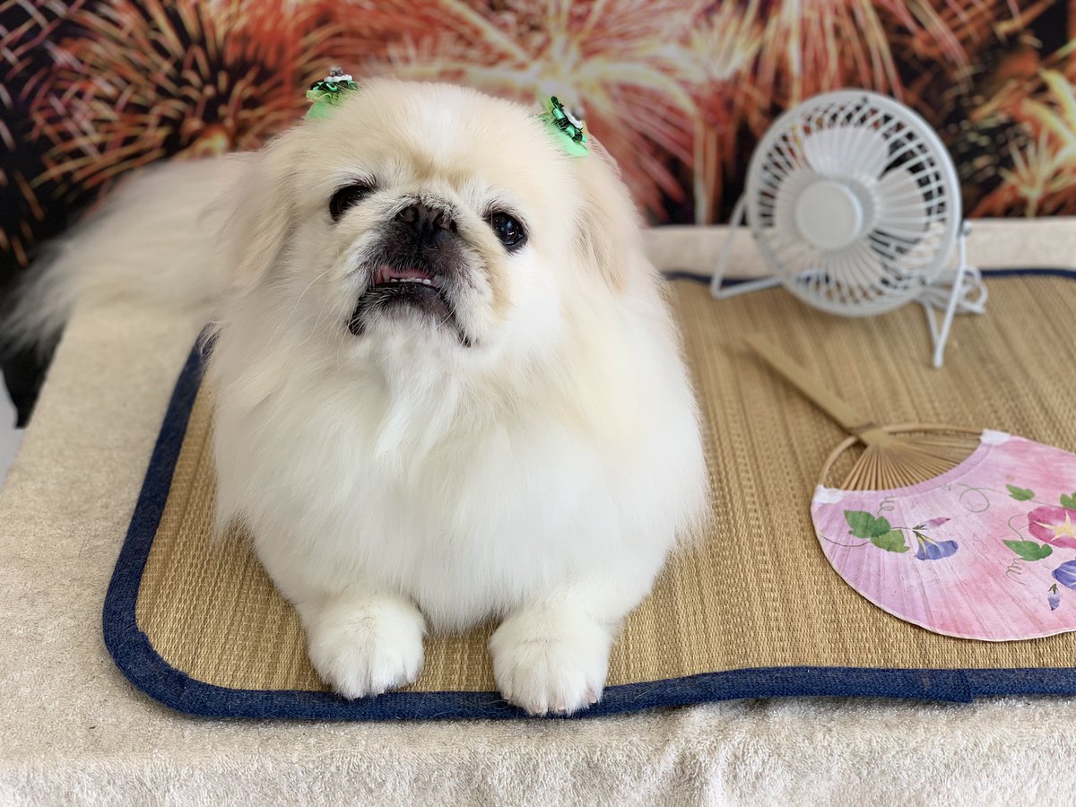 petsalonbarm's tweet photo. 福ちゃん♡ https://t.co/9sdwmG7rIm