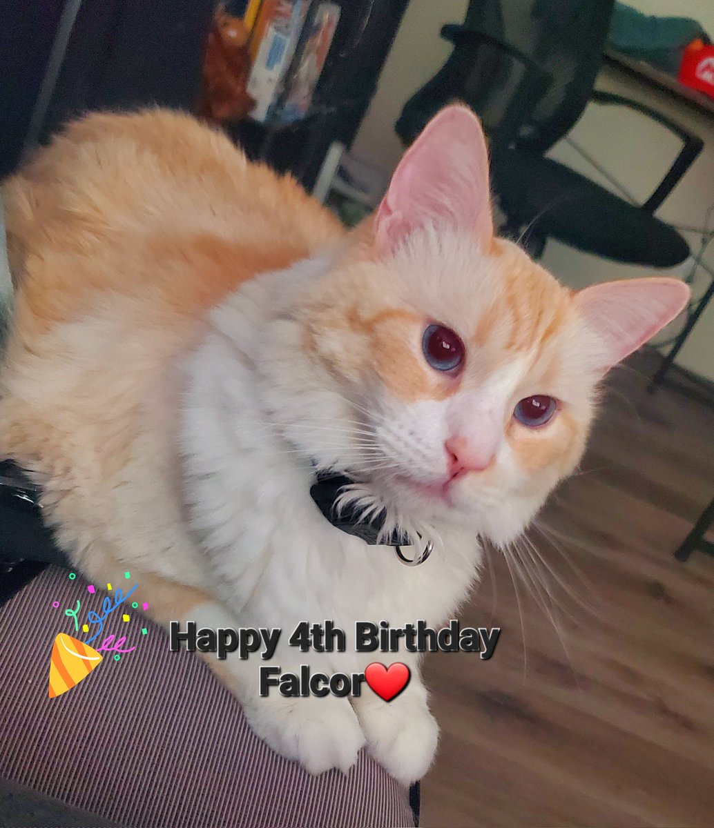 Happy birthday to our Falcor you are finally 4❤️ with many more to come we love you buddy and are grateful to have you on our journey! #petsarefamily #furbaby #falcor