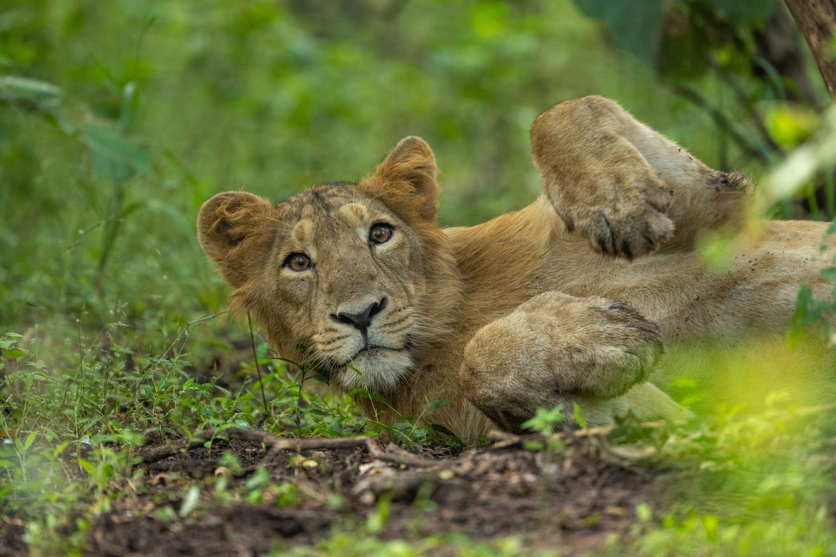 byadavbjp's tweet photo. The Asiatic Lion is a source of national pride as India's emblem 🇮🇳🦁. Their increasing numbers owe credit to persistent conservation efforts and remarkable community spirit in Gujarat.

On #WorldLionDay2023, my heartfelt wishes to all dedicated to their preservation. 

#RoarforLions