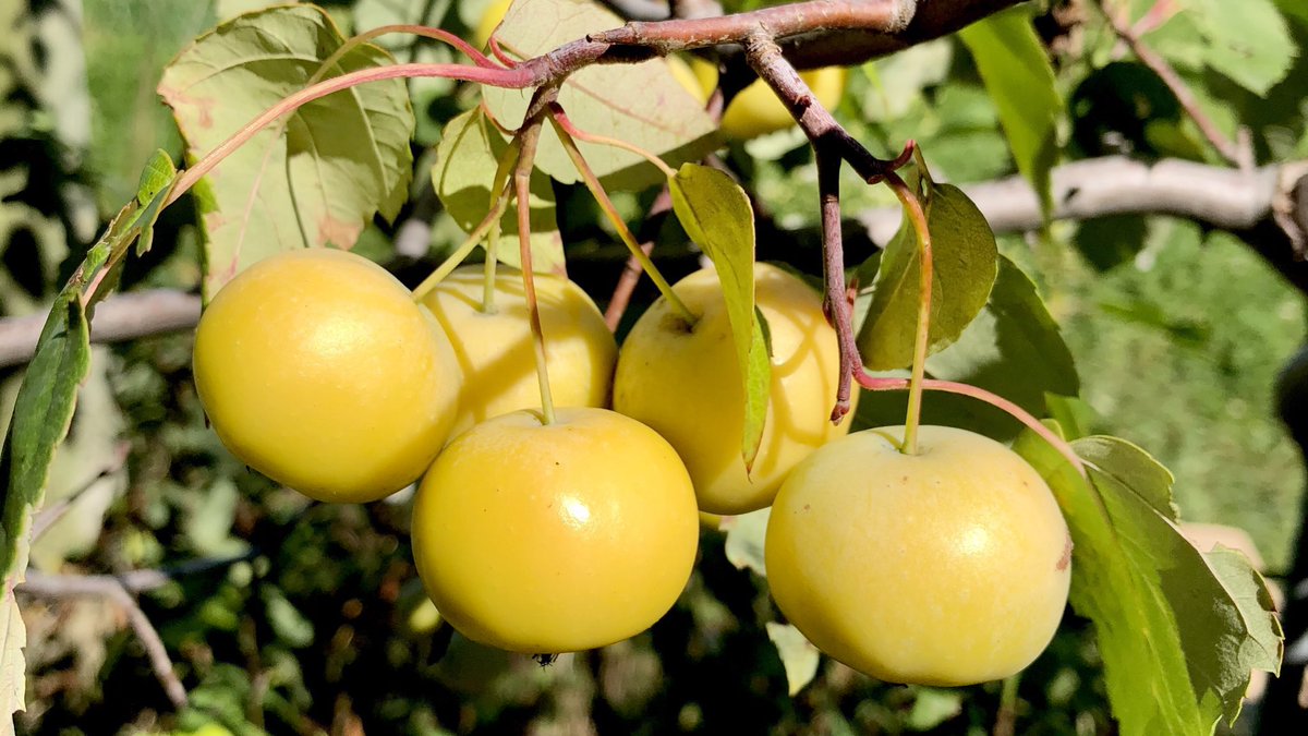 Today is #IndigenousPeoplesDay – Did you know? 4 Malus species #Crabapples are native to North America. Indigenous Nations had many uses for wild relatives of #Apples . For example, the Gitga'at people (USA northwest coast) use #Moolks as food, tools, & medicine #IndigenousPlants