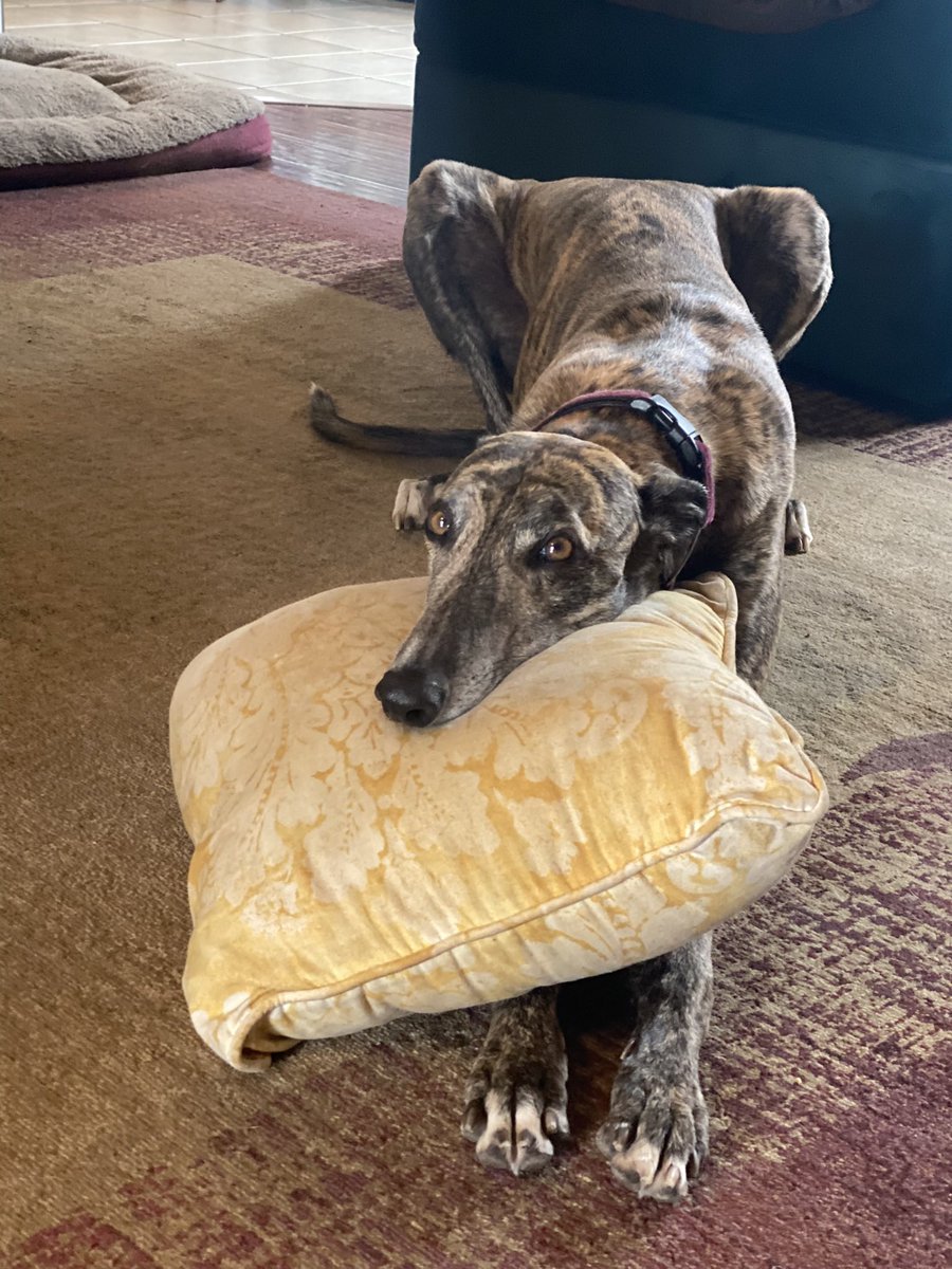 andyplaywright's tweet photo. @PatriciaMilton @contextdogs Dobby https://t.co/fVrnSmA0Ud