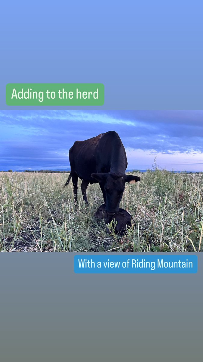 Riding Mountain Wagyu tweet media
