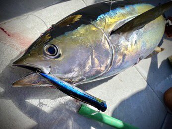 palms_global's tweet photo. Yellowfin Tuna with BREAK HEAD in Sagami bay, Japan 🇯🇵
Lure: BREAK HEAD 200 Sardine color (MG-10)
#palmsfishing #yellowfintuna #tunafishing #biggamefishing #biggamelures #offshorecasting #adventuretravel @palms_japan https://t.co/d2GCZqdbiV