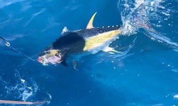 palms_global's tweet photo. Yellowfin Tuna with BREAK HEAD in Sagami bay, Japan 🇯🇵
Lure: BREAK HEAD 200 Sardine color (MG-10)
#palmsfishing #yellowfintuna #tunafishing #biggamefishing #biggamelures #offshorecasting #adventuretravel @palms_japan https://t.co/d2GCZqdbiV