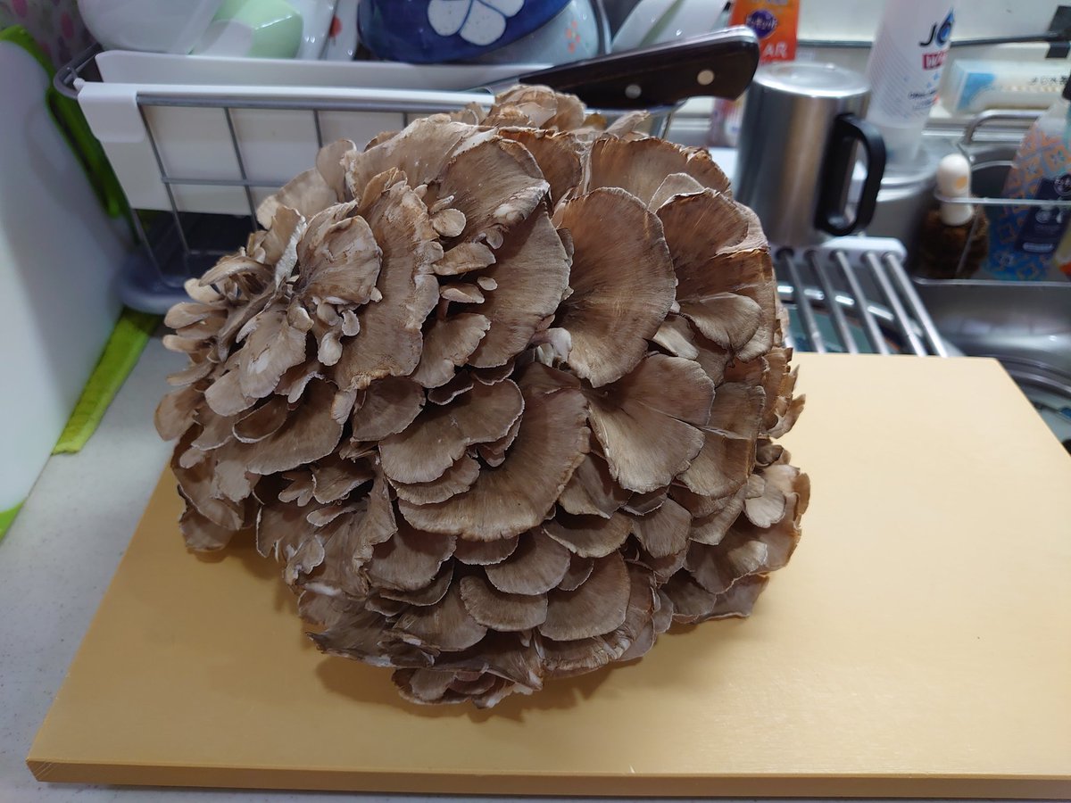 marrons705's tweet image. #VALUEPLUS
 #雪国まいたけ
今年も当たった「VALUE PLUS ✕ 雪国まいたけ」の「ひと株舞茸」やっぱ大っきい！まな板3分の2が隠れる大きさ！今日舞茸たっぷり炊き込みご飯だな！