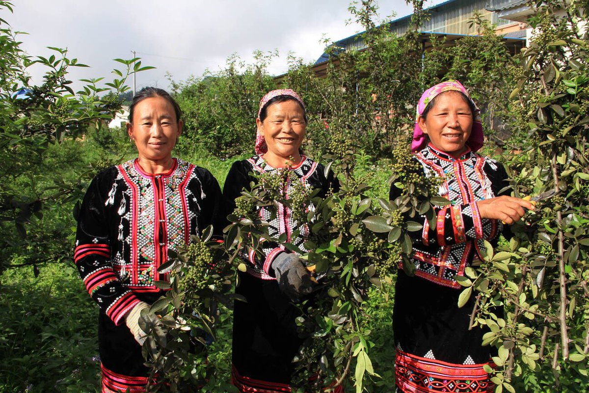 AmazingPuer's tweet image. Now is the #harvest season for green #SichuanPepper (Huajiao) in Taipingzhang village in Lancang county, SW Yunnan’s Pu’er. Farmers are busy picking the fresh pepper corns in the fields which covers 800,000 hectares.