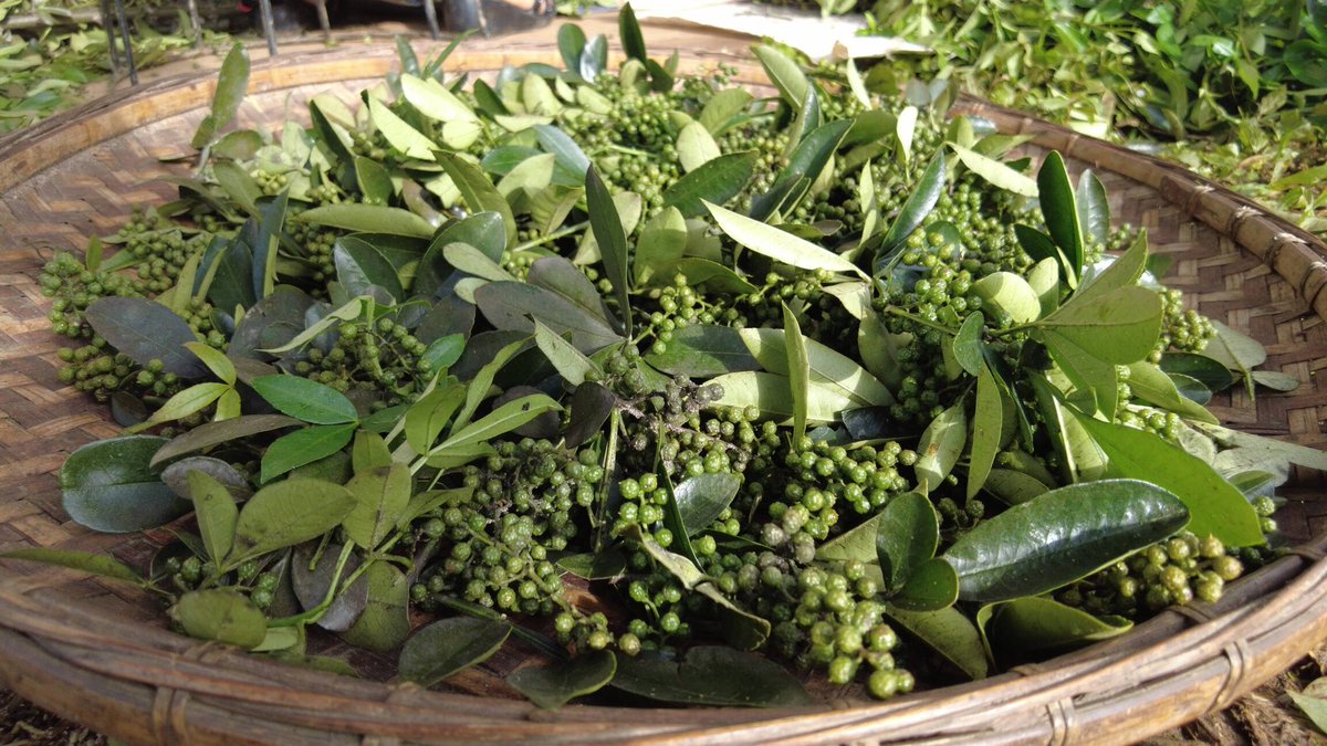 AmazingPuer's tweet image. Now is the #harvest season for green #SichuanPepper (Huajiao) in Taipingzhang village in Lancang county, SW Yunnan’s Pu’er. Farmers are busy picking the fresh pepper corns in the fields which covers 800,000 hectares.