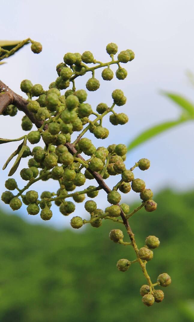 AmazingPuer's tweet image. Now is the #harvest season for green #SichuanPepper (Huajiao) in Taipingzhang village in Lancang county, SW Yunnan’s Pu’er. Farmers are busy picking the fresh pepper corns in the fields which covers 800,000 hectares.