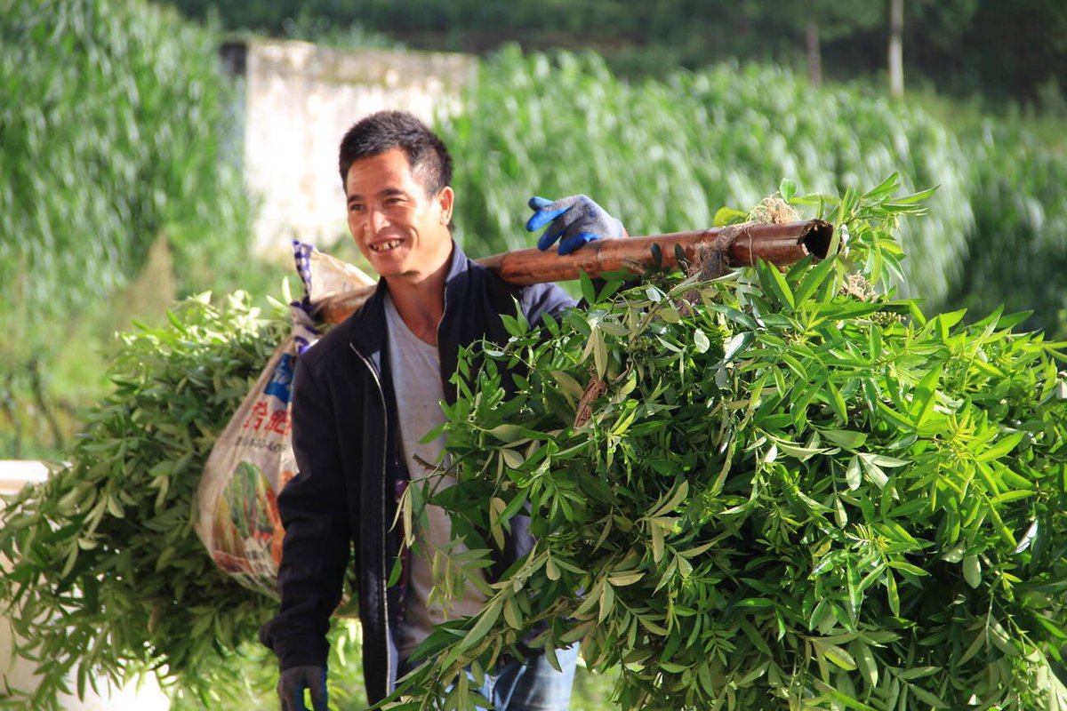 AmazingPuer's tweet image. Now is the #harvest season for green #SichuanPepper (Huajiao) in Taipingzhang village in Lancang county, SW Yunnan’s Pu’er. Farmers are busy picking the fresh pepper corns in the fields which covers 800,000 hectares.