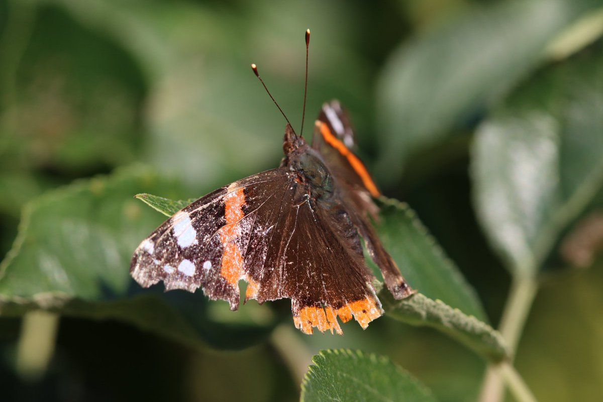 Had lots of Red Admiral #Butterflies in my Garden yesterday. Most very worn and tatty @savebutterflies @Britnatureguide @KentWildlife