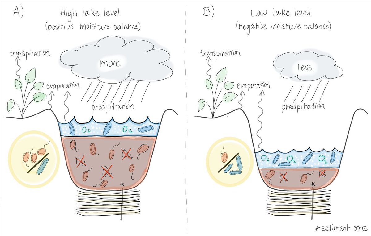 Bonus tweet: If you would like to read more about our moisture balance proxy in Lake Chala (the BIT index) based on microbial membrane lipids, check out our past publication in QSR: sciencedirect.com/science/articl…