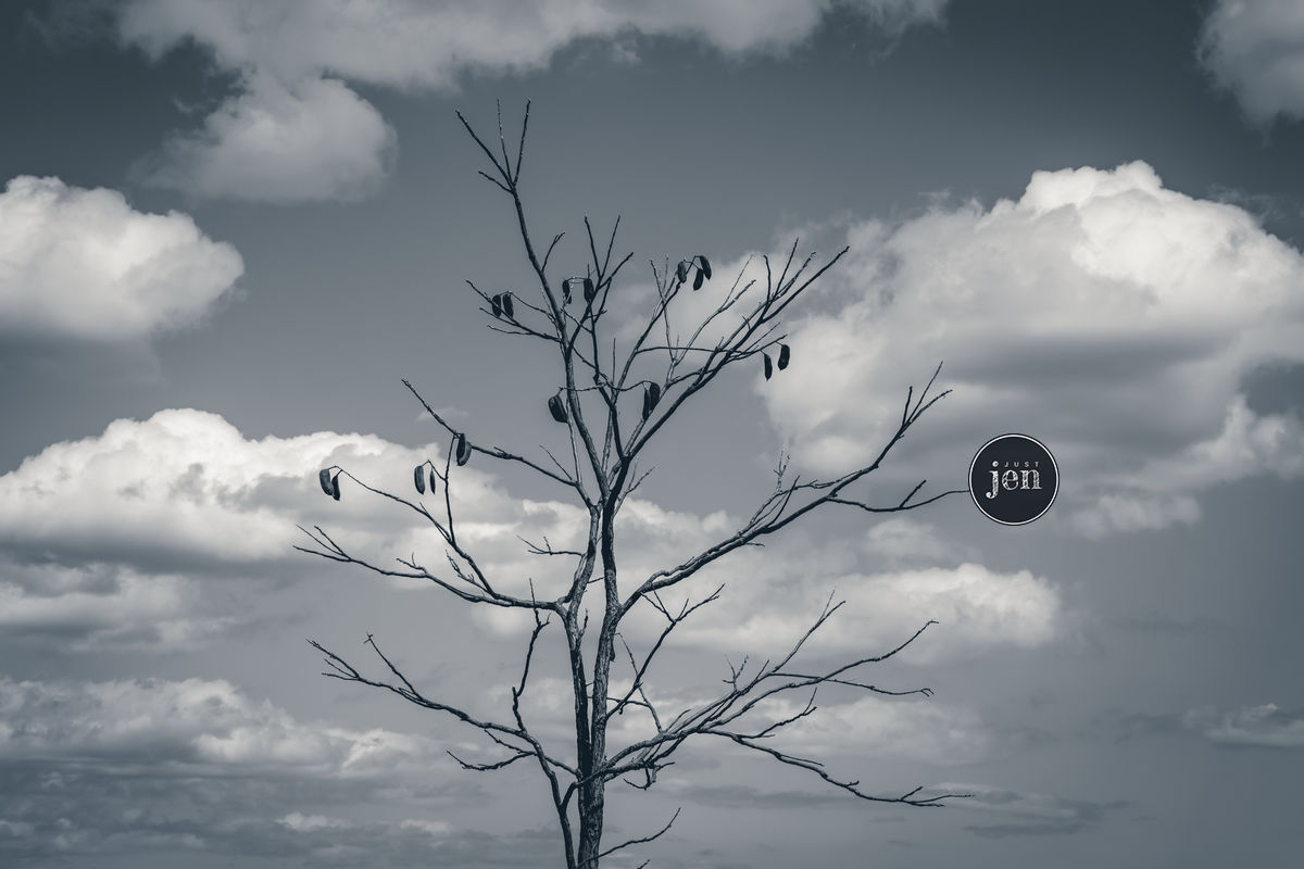 Jen_Beaul's tweet photo. 🤔What do you think, feel, or imagine when you look into this piece of fine art photography?
#jenjustshoots #blackandwhite #blackandwhitephoto #BWart #bnw #monochrome #bnwphotography #bnwlife #bnwmood #darkphotography #dark_captures #moods_in_frame #darkedits #moody_tones https://t.co/Yz3TvwrHkj