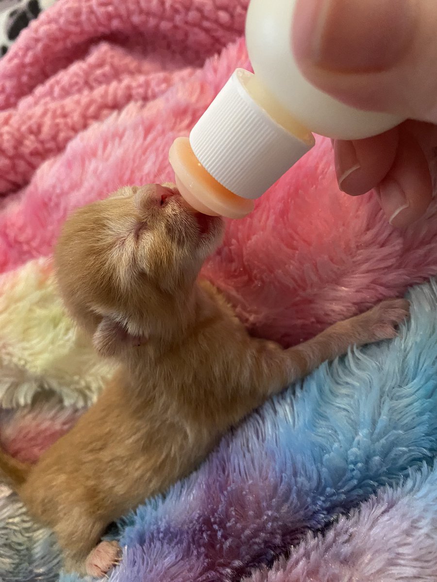 HumSmilbo's tweet image. Gluglugluglug...sluuurpp....gluglyglyglugg