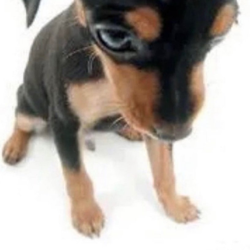 Wybldidoo wyddlebop tweet media