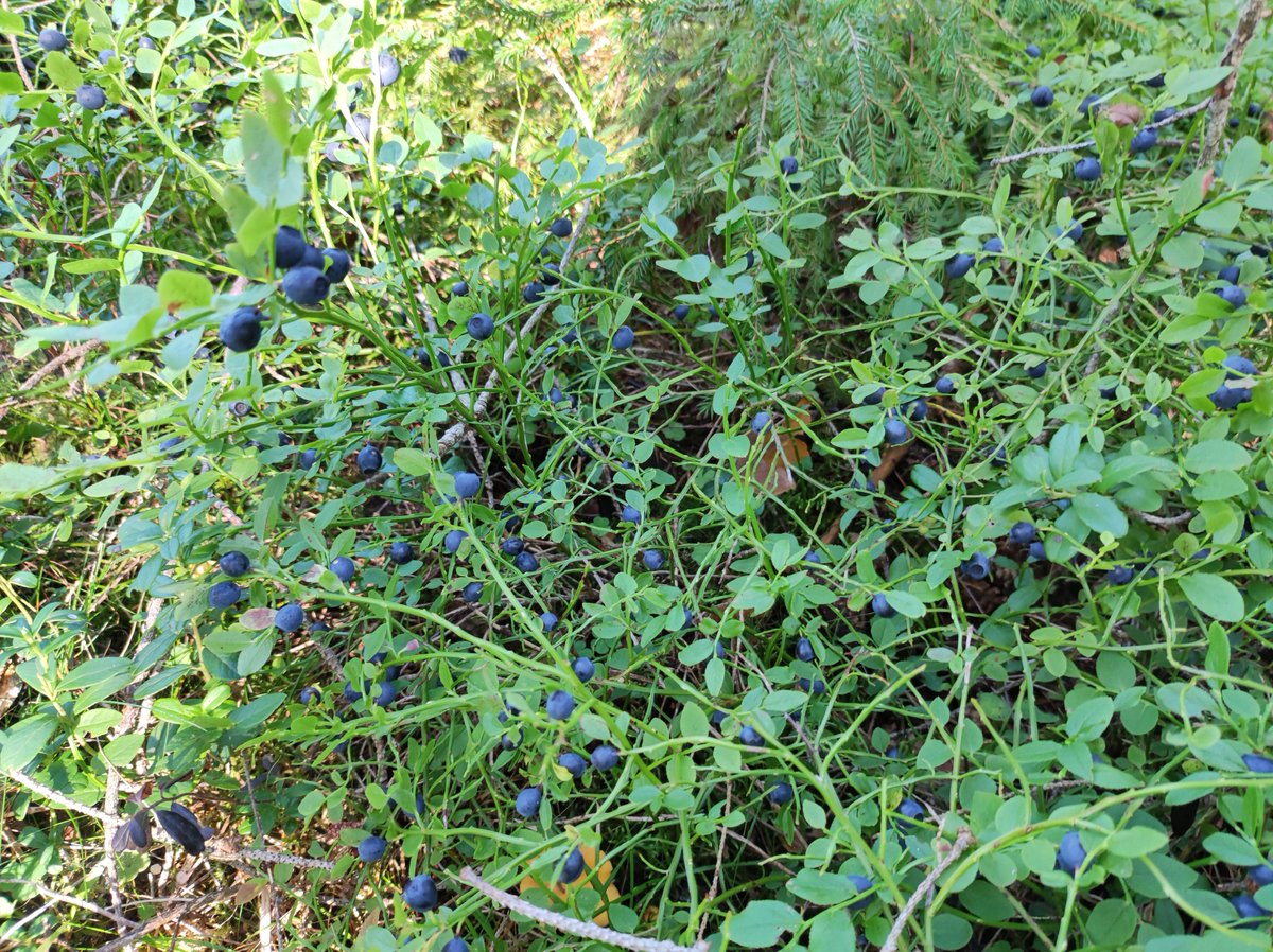 Lähimetsä on tarjonnut tänä kesänä paljon mustikoita, vadelmia ja kantarelleja, herkkuja yllinkyllin