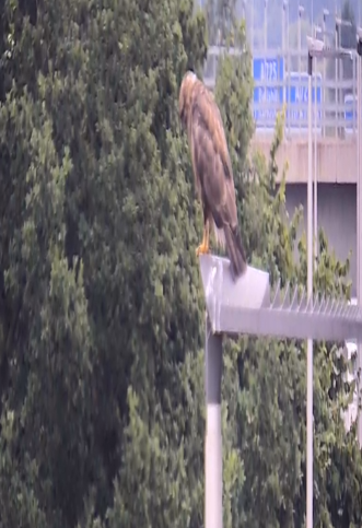 Traffic Scotland tweet media