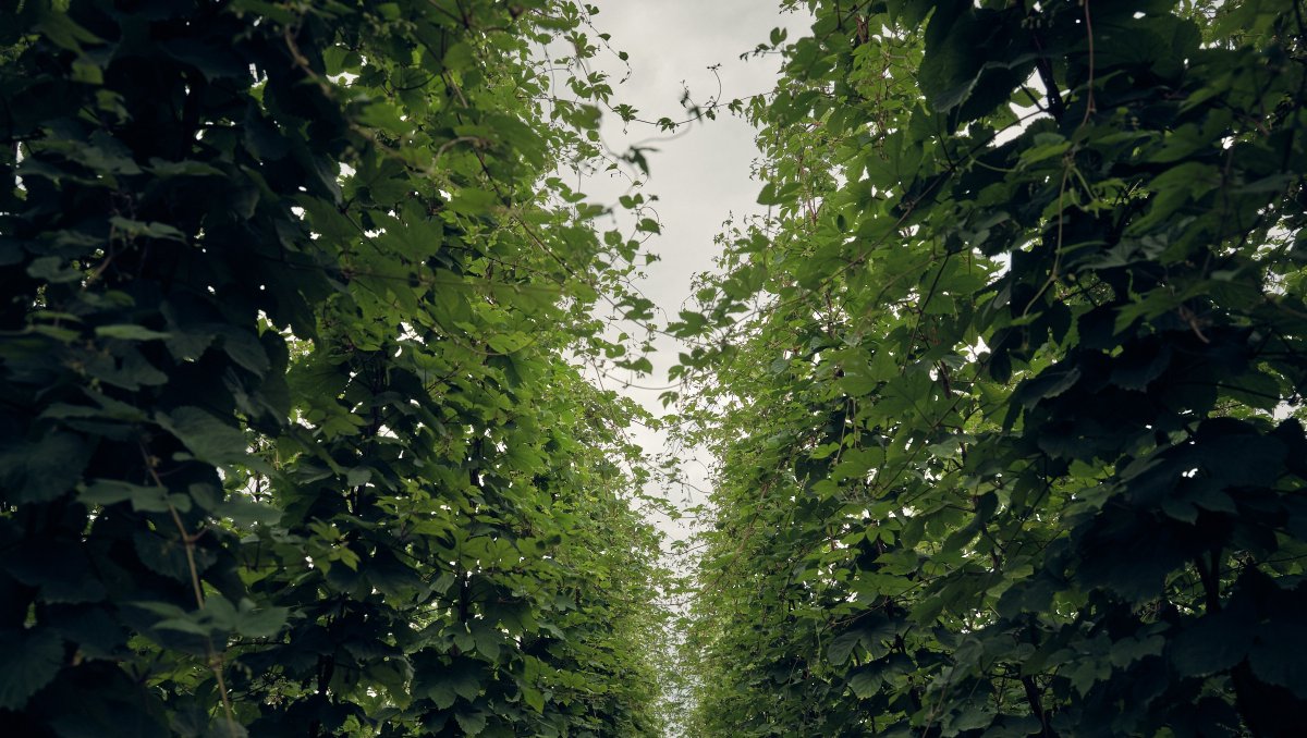 Immerse yourself in the beauty of our hop yard - the care and attention that goes into growing our hops means that we can offer the finest flavours for your brews, available here: stocksfarm.net/shop/ #homebrewhops #britishhops #hops #craftbeer #homebrew #freshfromfarm