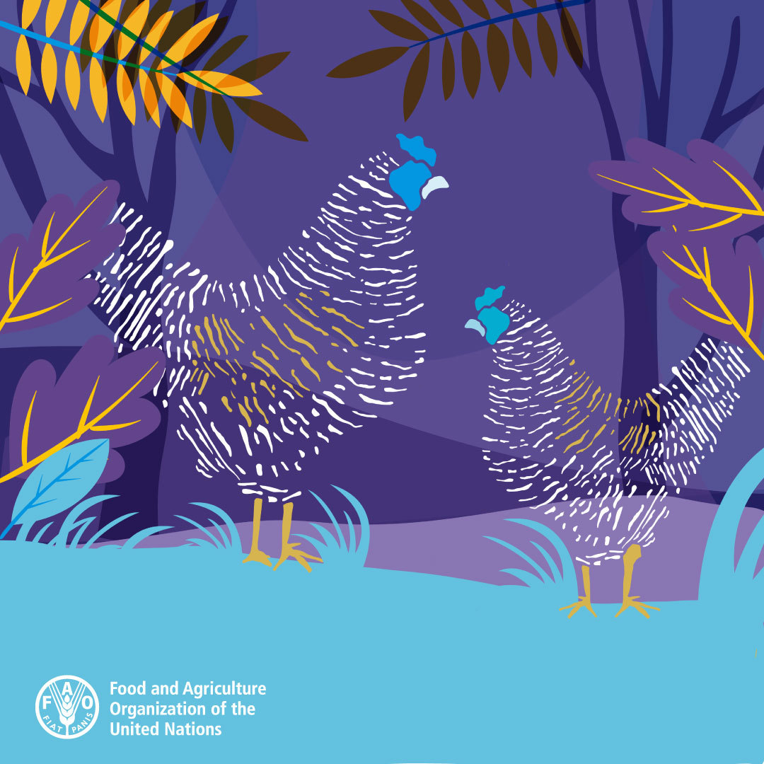 Preserving diversity of local chicken breeds is crucial!🐓

Breeds like Ostfriesiche Möwe &amp; others are at risk of extinction!

🔍🐔Learn more about livestock species &amp; breeds &amp; the importance of biodiversity conservation 👇

🌐 bit.ly/DAD_IS
📩 bit.ly/DAD_NET