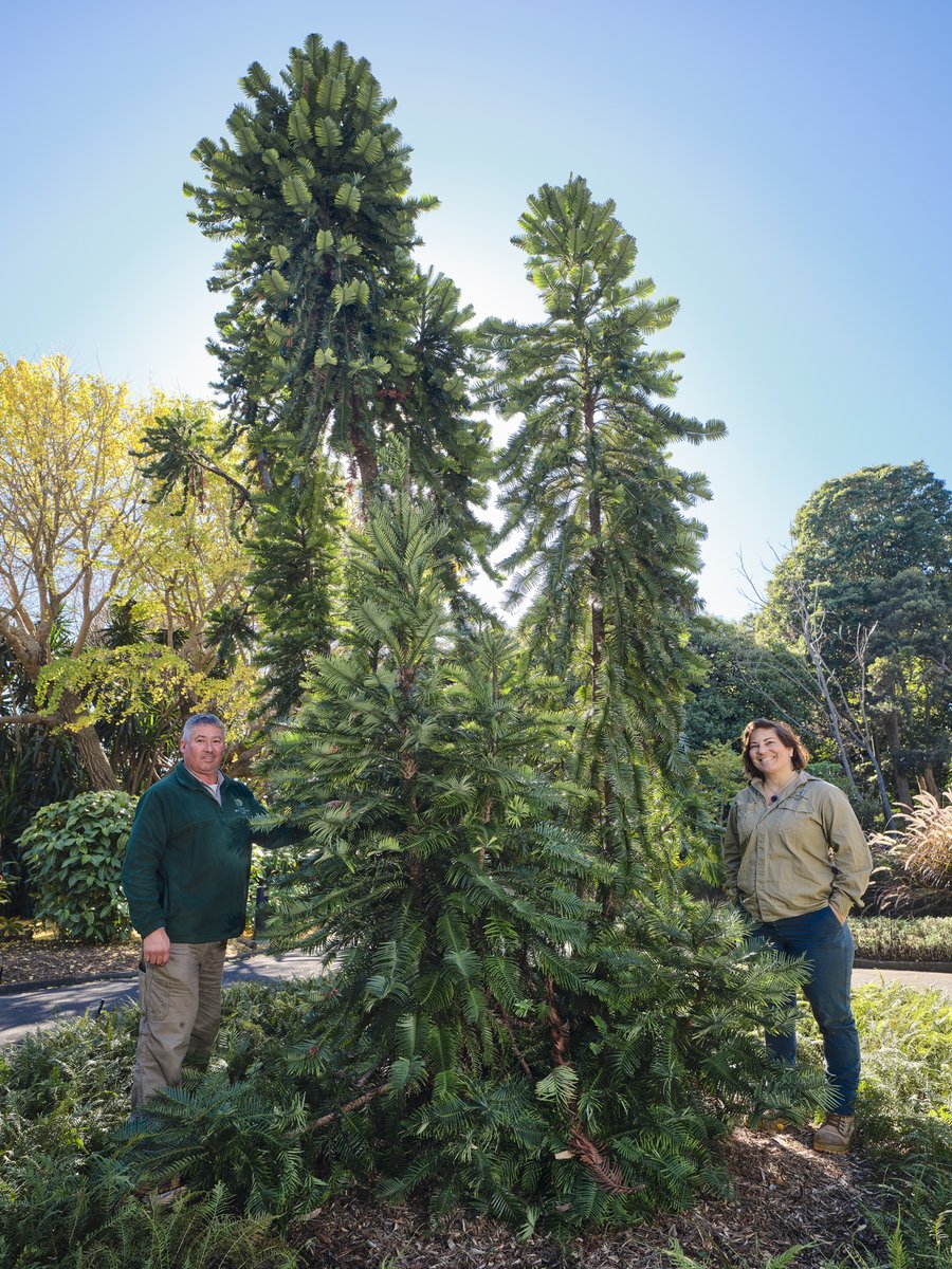 Plants People Planet 🌱👥🌐 (@plantspplplanet) on Twitter photo Home gardens contribute to conservation of the critically endangered Wollemi Pine: Evaluation of a botanic garden-led horticultural release programme
Offord & Zimmer <a href="/BotanicSydney/">Botanic Gardens of Sydney</a>
📖ow.ly/SJMN50PuWGv
<a href="/wileyplantsci/">Wiley Plant Science</a> Home gardens contribute to conservation of the critically endangered Wollemi Pine: Evaluation of a botanic garden-led horticultural release programme
Offord & Zimmer <a href="/BotanicSydney/">Botanic Gardens of Sydney</a>
📖ow.ly/SJMN50PuWGv
<a href="/wileyplantsci/">Wiley Plant Science</a>