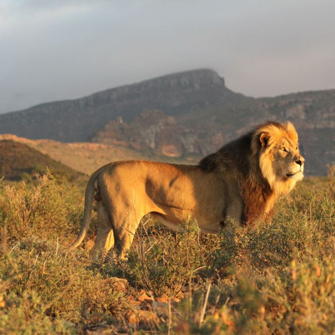 ambitionssnacks's tweet photo. Happy World Lion Day ๐ฆโฐ๏ธโค๏ธ
#mountainadventures #ExploreMore #BeBoldBeBrave #mountain #pasta #ambitions #snack #chicken #instantpasta #yummy #tasty #delicious #protein #healthysnack #worldlionday #lions #mountain https://t.co/gFU6648G3c