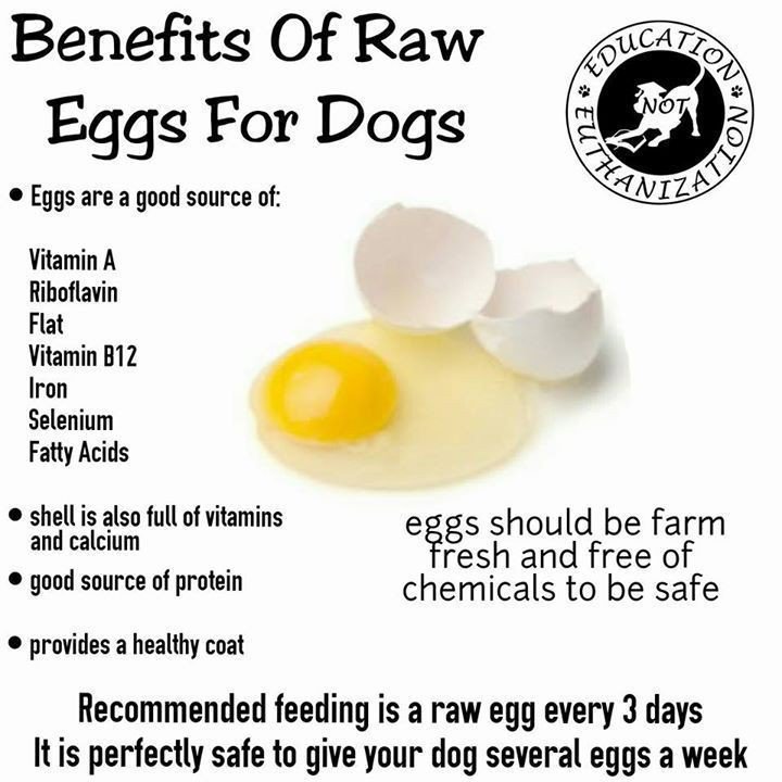 Pets_World_Over's tweet photo. Raw eggs for your puppy https://t.co/Xb4ru7oRTY