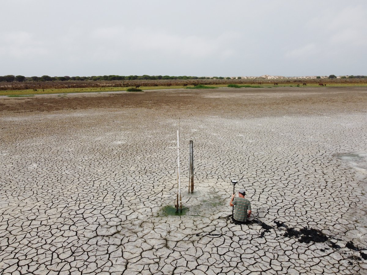 CSIC (@csic) on Twitter photo Santa Olalla, la laguna más grande de Doñana, se seca por segundo año consecutivo. Desde que la <a href="/ebdonana/">Estación Biológica de Doñana - CSIC</a> tiene registros, nunca se había secado dos veranos seguidos. Las causas, la grave sequía y la sobreexplotación del acuífero.
➡️bit.ly/43XTQo4 Santa Olalla, la laguna más grande de Doñana, se seca por segundo año consecutivo. Desde que la <a href="/ebdonana/">Estación Biológica de Doñana - CSIC</a> tiene registros, nunca se había secado dos veranos seguidos. Las causas, la grave sequía y la sobreexplotación del acuífero.
➡️bit.ly/43XTQo4