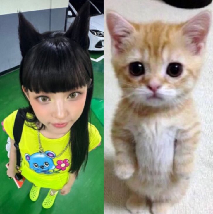 okdangs's tweet image. 강해린~~ 고양이