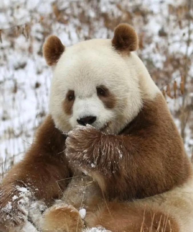 珍🐼図鑑】 名前：七仔（チーザイ） 性別：オス 野生から保護された日