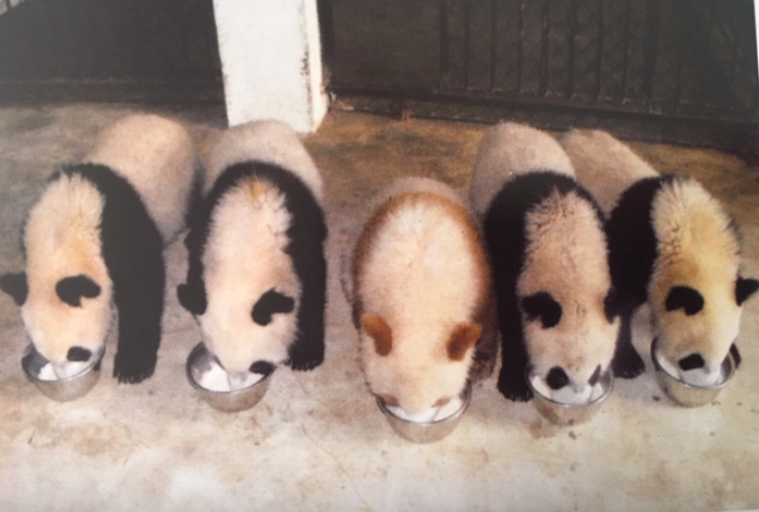 中国パンダ、チーザイ&アーバオ＊大きなマスコット2つセット m12751482585_1.jpg?1721289578