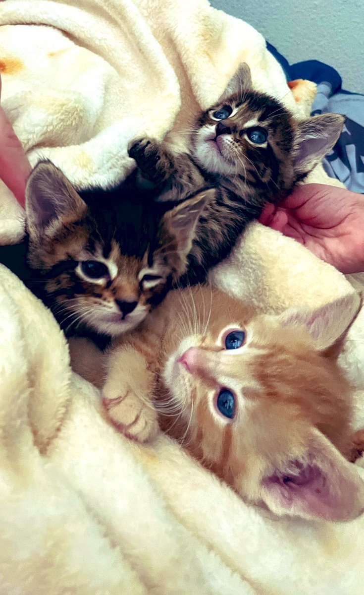 therealjenny33's tweet photo. There’s nothing better than surprising your child 🥰 Its a good year to get my oldest of 6, who is a 3lp w partial 3 energy, 3 kittens in his Cat & 6 personal year! Welcome to the family, little ones! You are already loved so much!  #catyear #astrology #numerology #animals #kittens #August #GG33