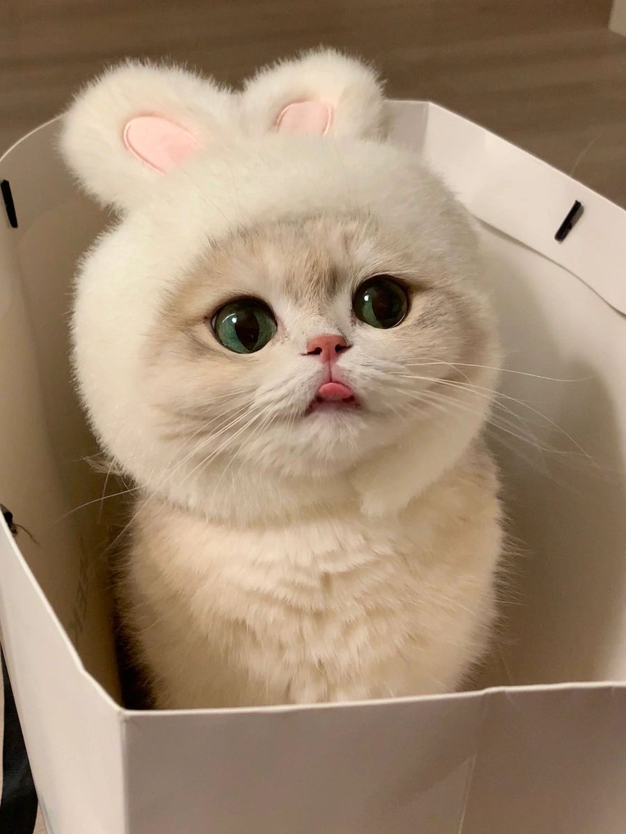 JonnePetson's tweet photo. This is too cute, don't you think! ✨ #cats #paw prints #expressions #cute #photos #toys #memories #dance #sleep #gaze #watermelon https://t.co/5T51rbwWC1