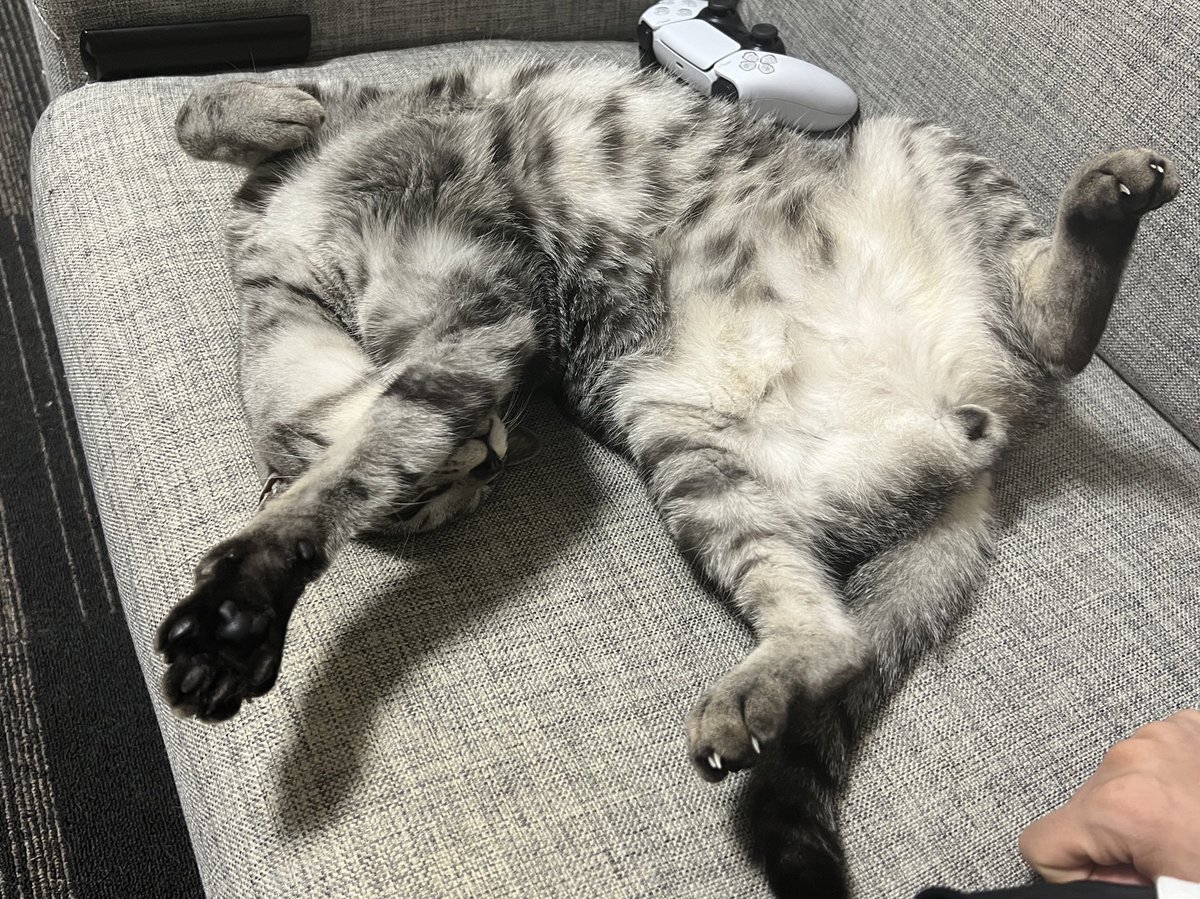 totomaru_hanmi's tweet photo. このポーズで寝てるの謎すぎてかわいい https://t.co/OjcwpBjpvC