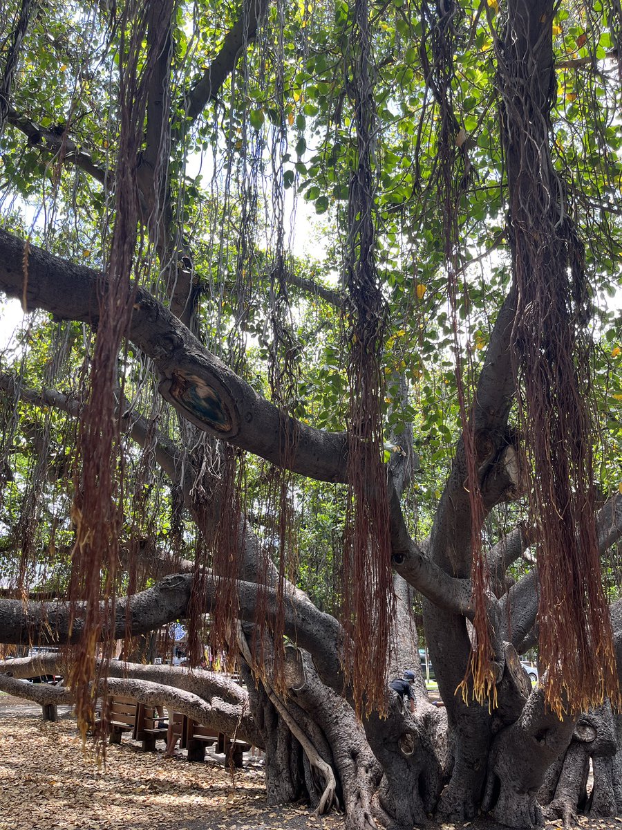 Our family is utterly heartbroken 💔 for the people and community  of Lahaina + Maui. I took photos of this lovely/historic town while there just last w/e hours before we flew home. We are beyond shocked + speechless at the images these last 24 hours and the news of fatalities.