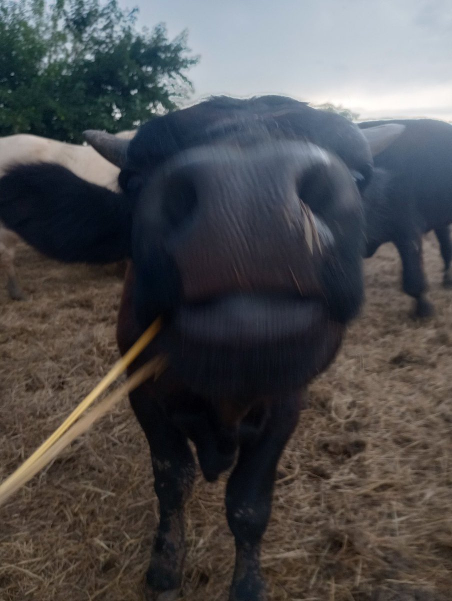 Shy38Inc's tweet photo. Can't believe the little squirt is 8 months old! 🐂 Biscuit 💚 https://t.co/DC3EVr3IT0